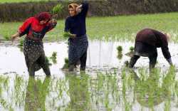 کشت برنج در خراسان شمالی ممنوع شد - مجله شيرين